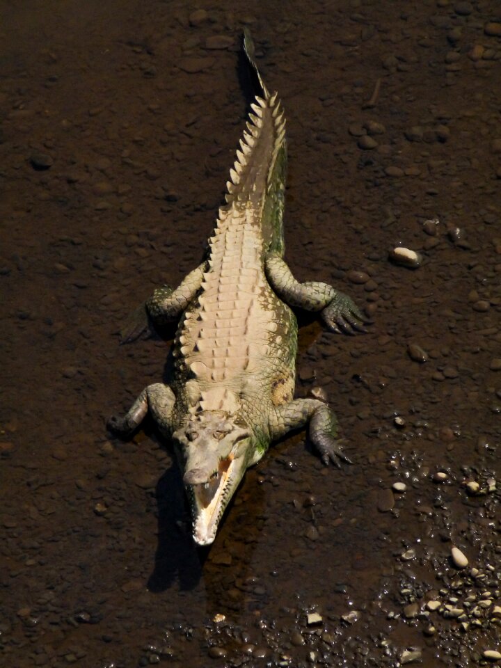 Alligator animal dangerous