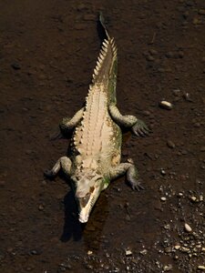 Alligator animal dangerous