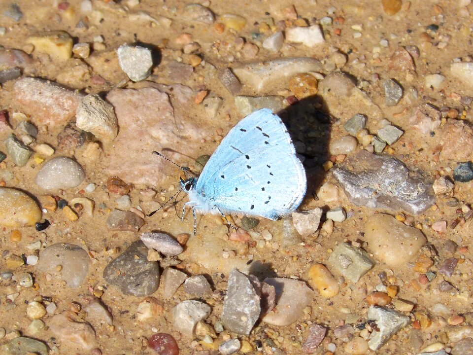Blue-winged butterfly butterfly mud