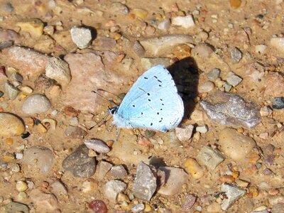 Blue-winged butterfly butterfly mud photo