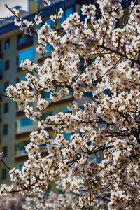 Spring flowers landscape beautiful