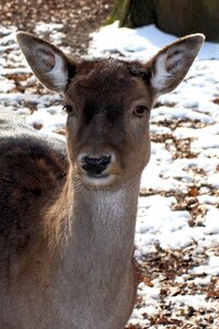 Forest wintry fallow deer