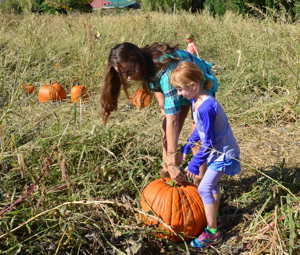 Autumn fall harvest