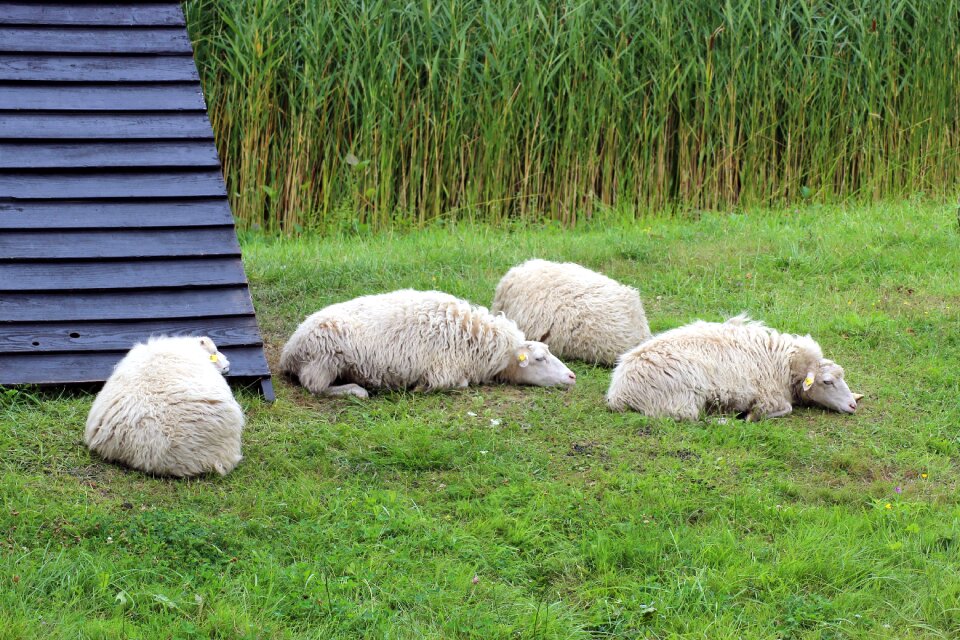 Pasture pet green