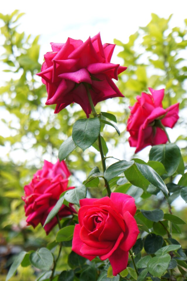 Pink flower nature rose