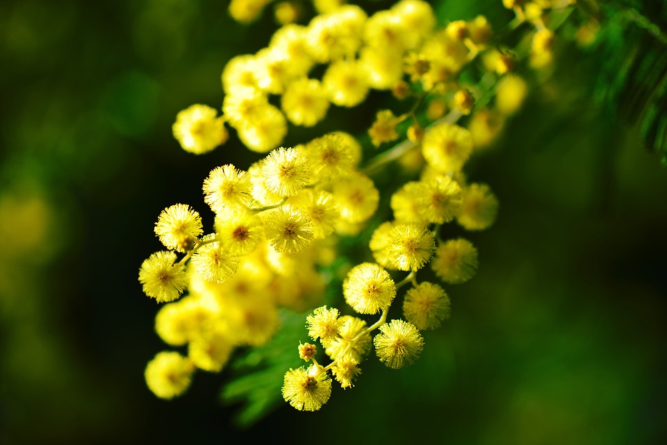 Flower yellow provence