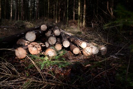 Wood forest log photo