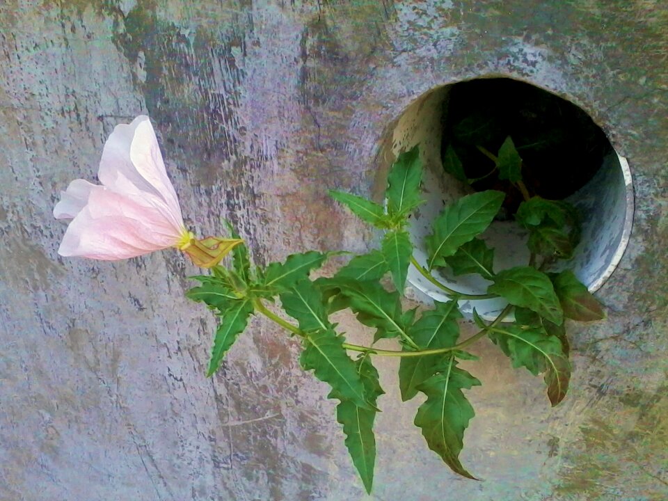 Plants spring tube