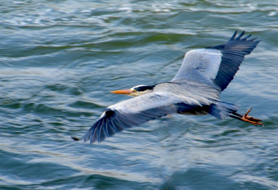 Bird animal nature