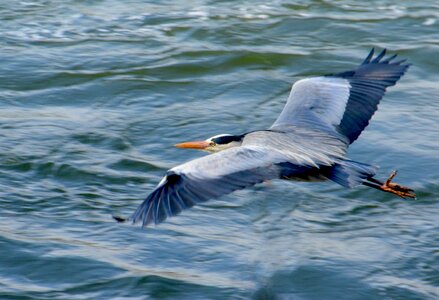 Bird animal nature photo