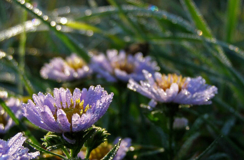 Astra morning macro