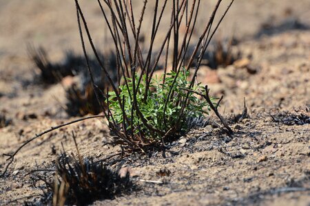 Sprouting plant new growth photo