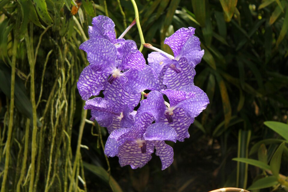 Bloom white violet purple