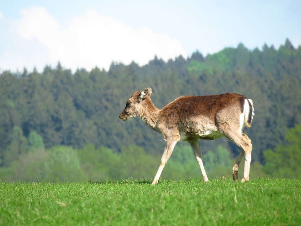 Wildlife nature landscape