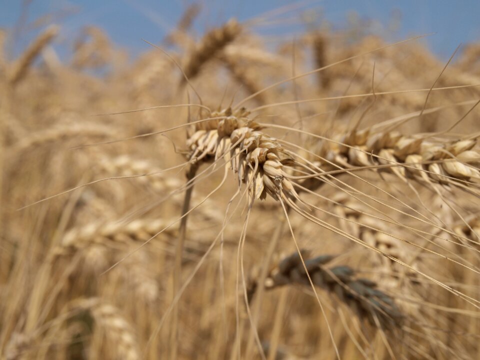 Summer wheat field
