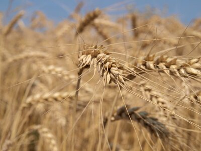 Summer wheat field photo
