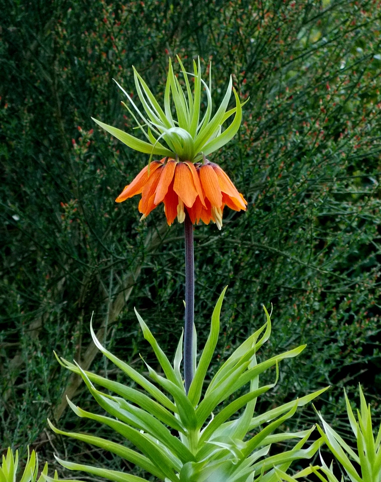 Plant flora ornamental plant