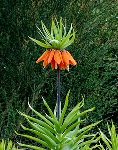 Plant flora ornamental plant