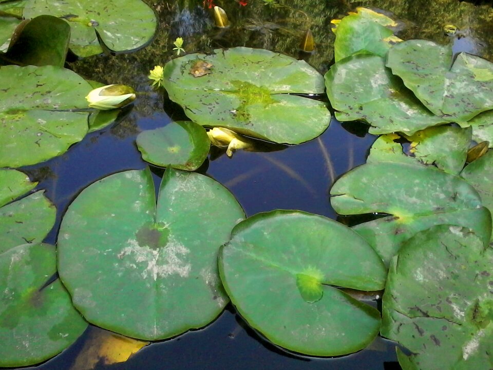 Water lily nature flower