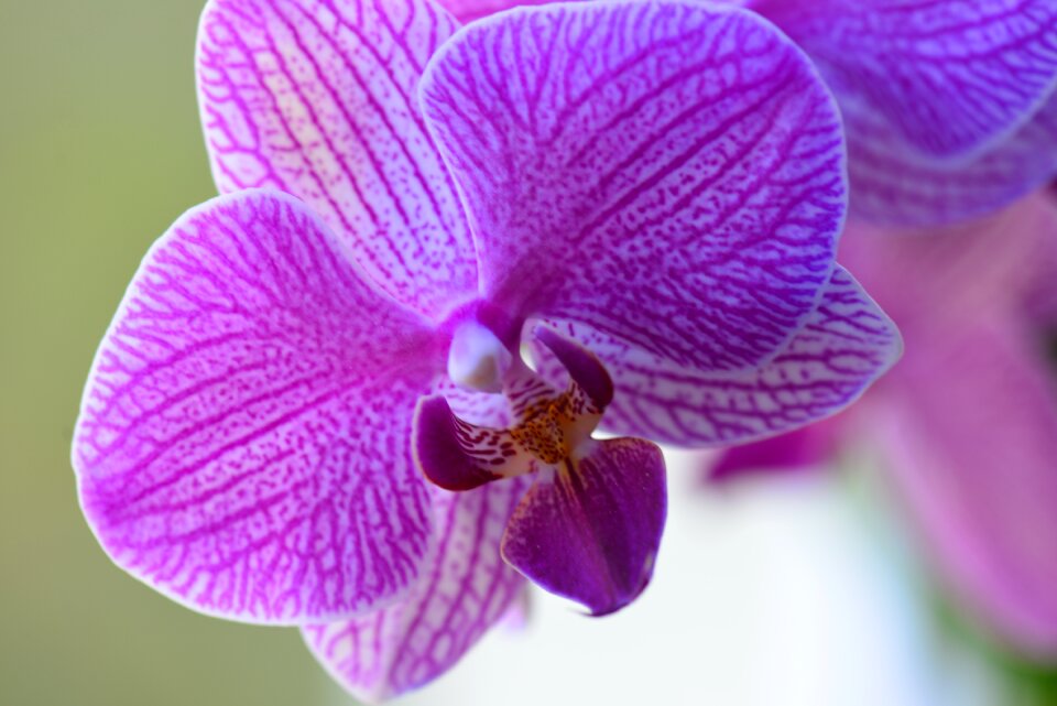 Purple macro plant