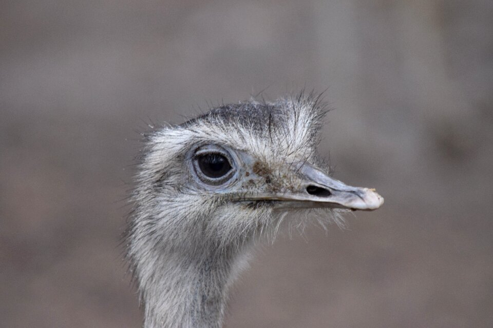 Ostrich animal bird