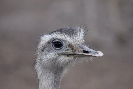 Ostrich animal bird photo