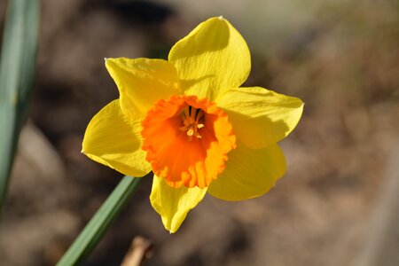 Easter bells yellow flower narcissus photo