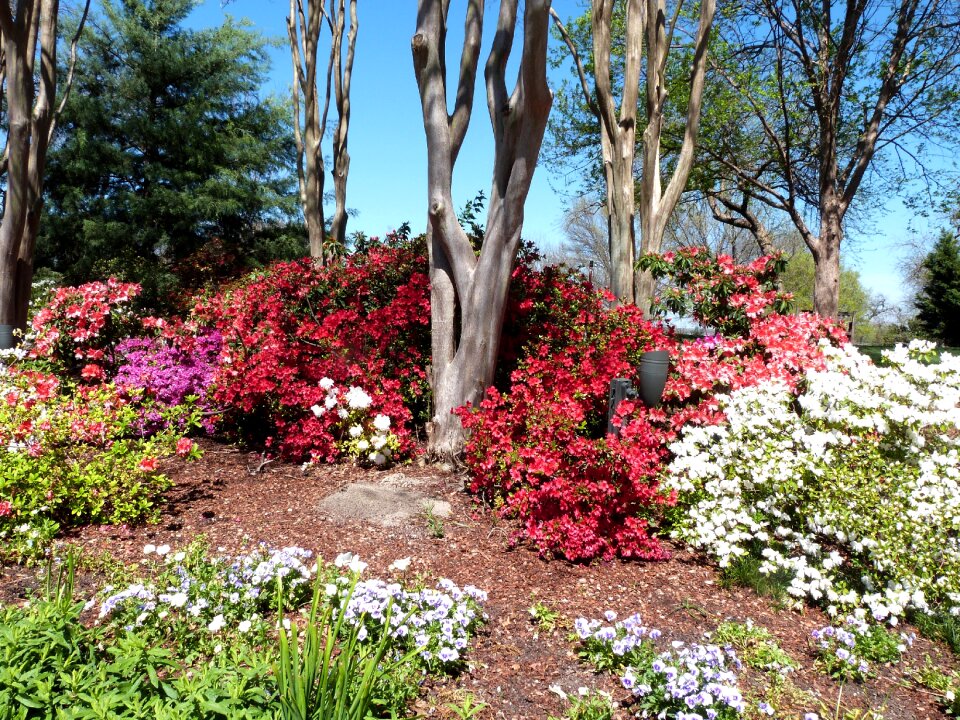 Flowers spring outdoors