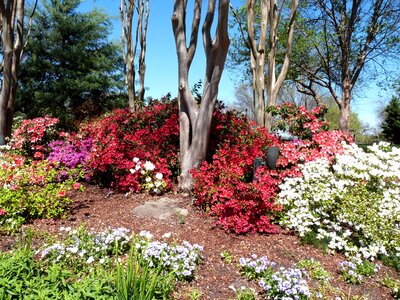 Flowers spring outdoors