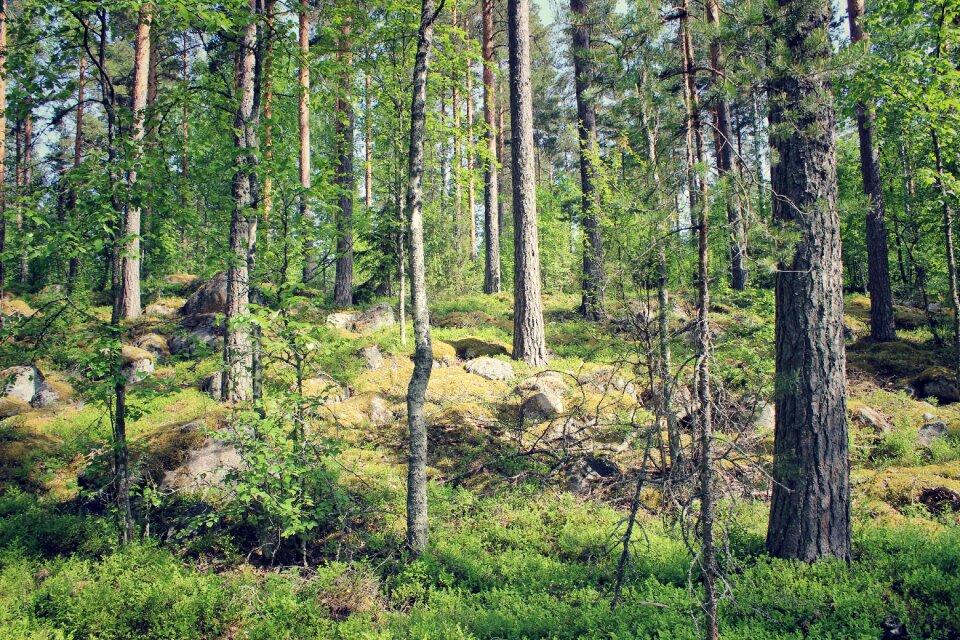 Summer finland green