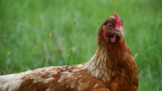 Hen agriculture pre