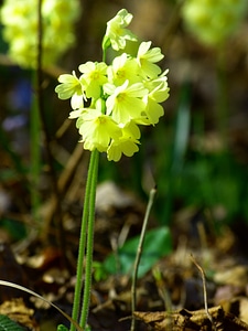 Primula vulgaris primrose flower photo