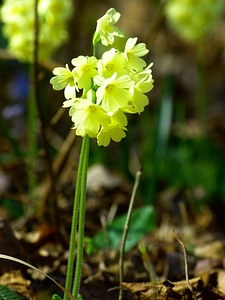 Primula vulgaris primrose flower