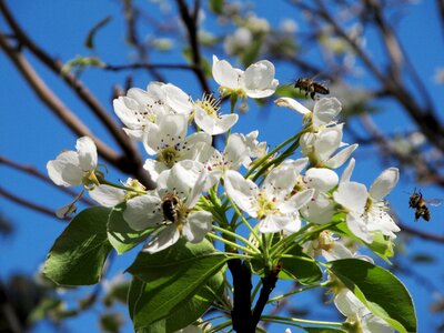 Spring nature bee on flower photo