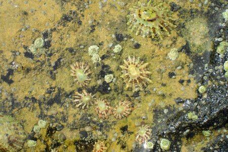 Shore coast mollusc