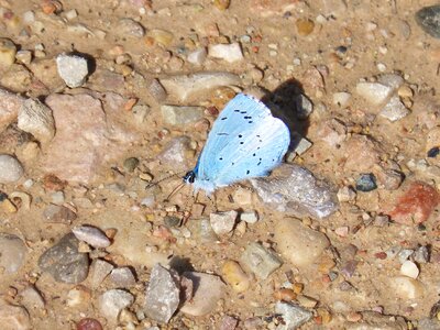 Blue-winged butterfly butterfly mud photo