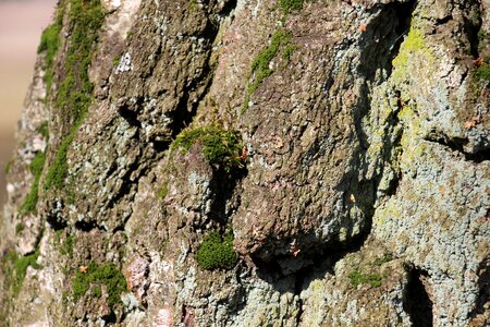 Bark log structure