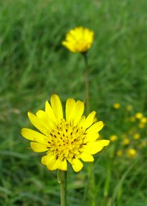 Yellow flower field tragopogon pratensis photo