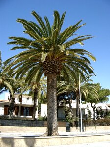 Spain palm sunshine coast photo