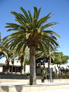 Spain palm sunshine coast