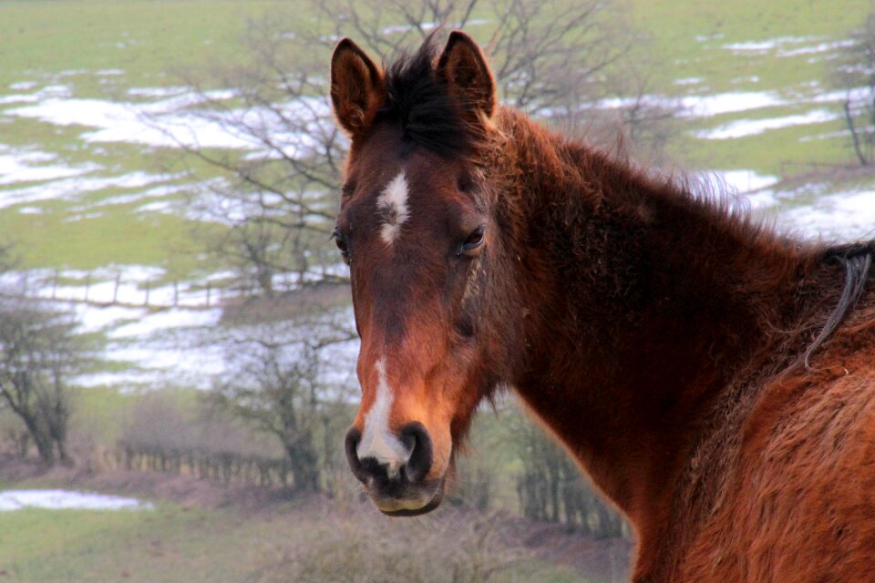 Pasture kaltblut foal