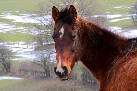 Pasture kaltblut foal