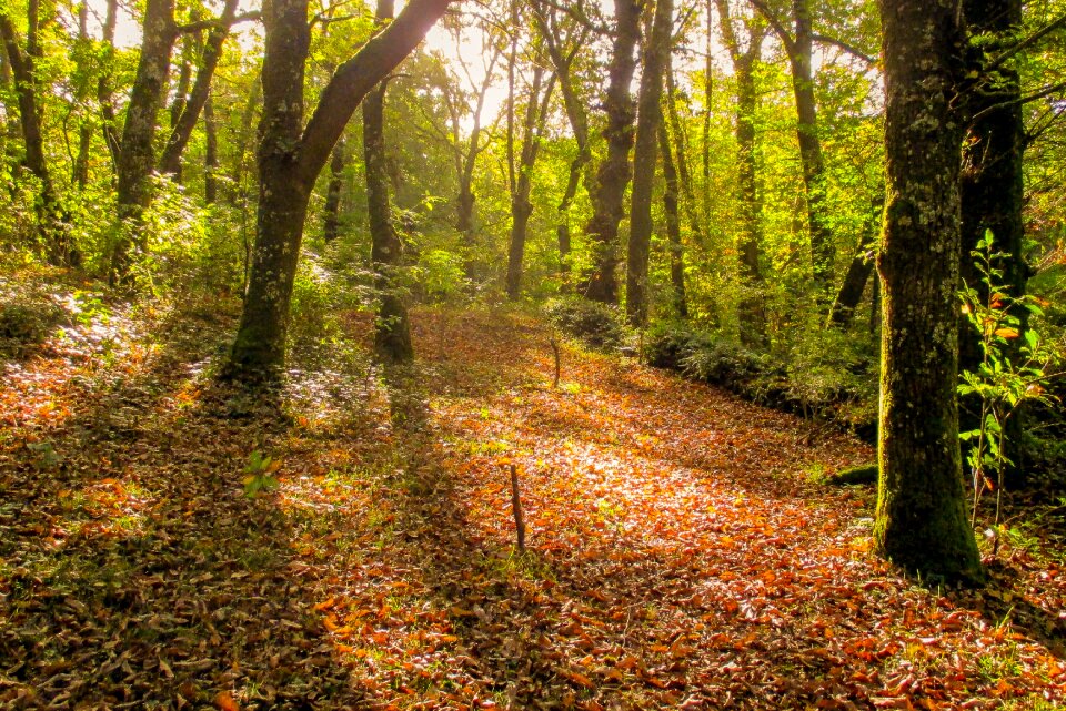Landscape forest fraga