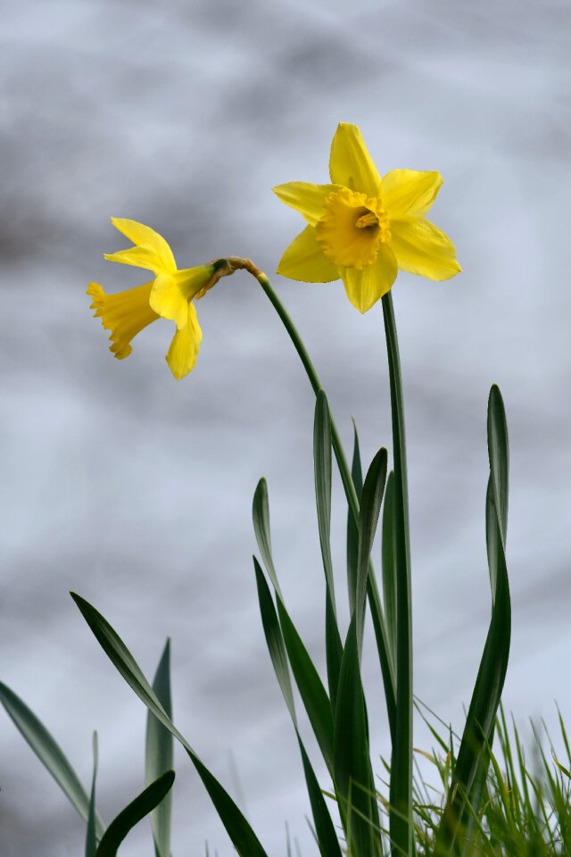 Yellow flower plants