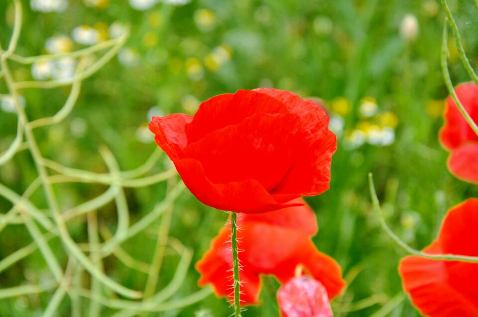Summer nature field