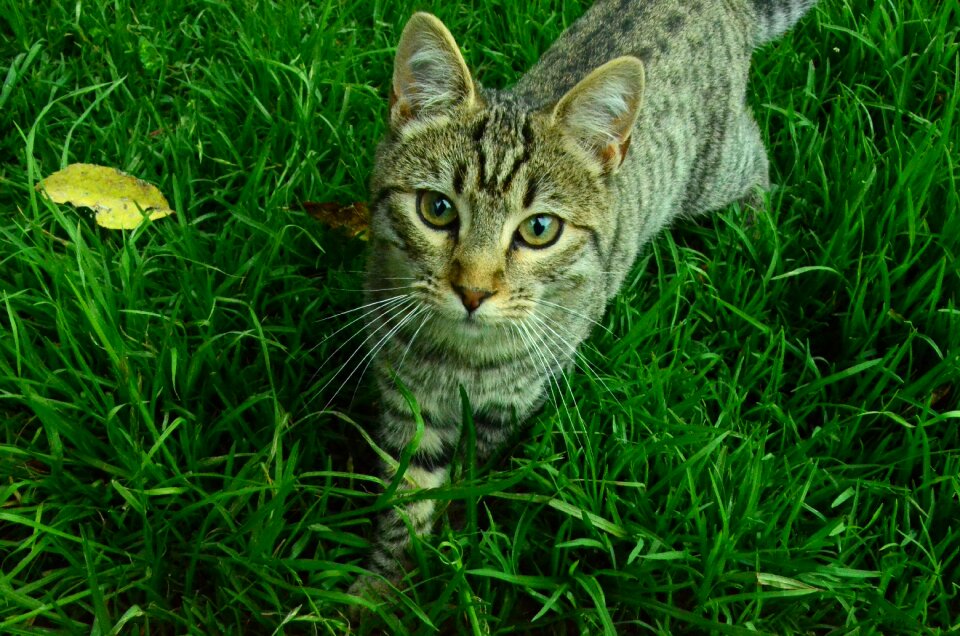 Animals pet cat face