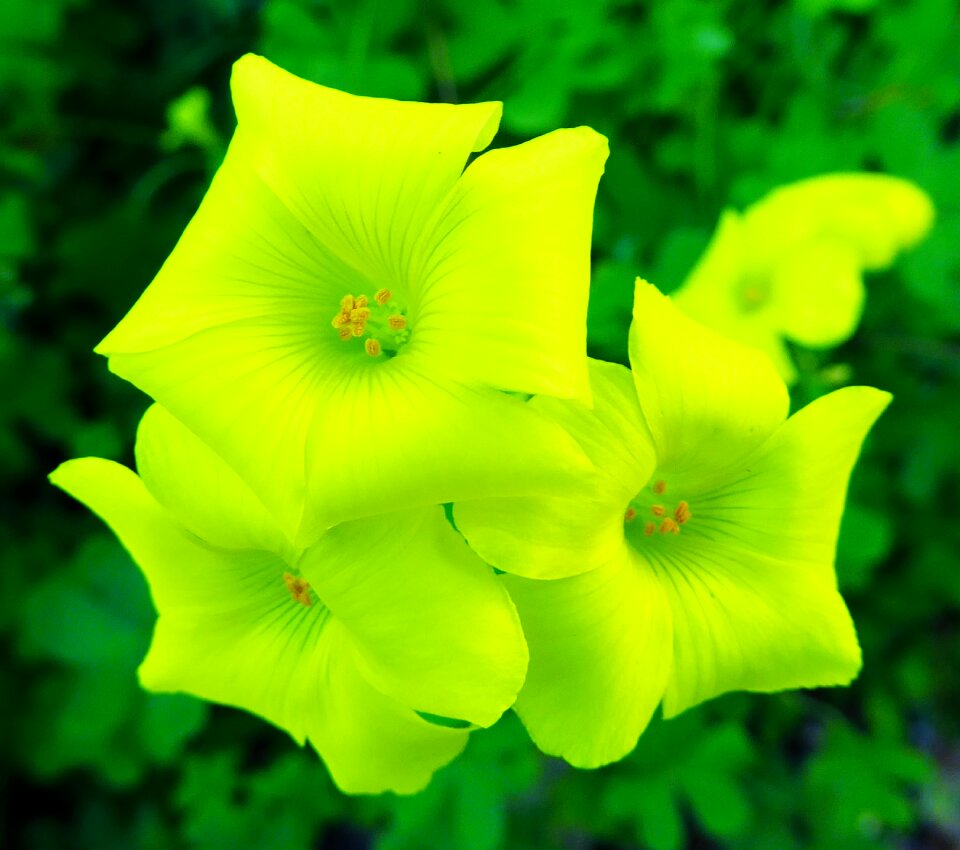 Spring oxalis lemon flower