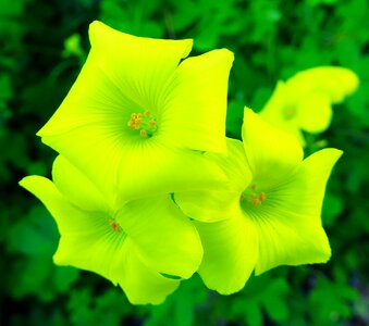 Spring oxalis lemon flower