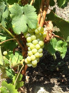 Bunch muscat leaves