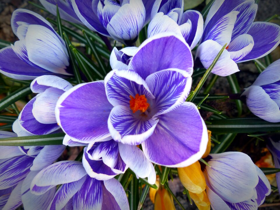 Nature purple purple flower